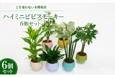ハイミニビビスモーキー6個セット＜オススメの観葉植物でお届け＞【1382252】