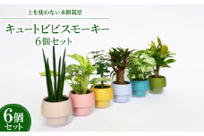 キュートビビスモーキー6個セット＜オススメの観葉植物でお届け＞【1382256】