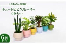 キュートビビスモーキー6個セット＜オススメの観葉植物でお届け＞【1382256】