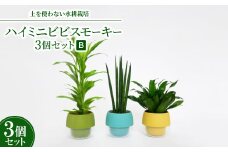 ハイミニビビスモーキー3個セット＜B＞＜オススメの観葉植物でお届け＞【1382254】
