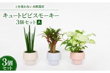 キュートビビスモーキー3個セット＜A＞＜オススメの観葉植物でお届け＞【1382257】