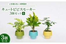 キュートビビスモーキー3個セット＜B＞＜オススメの観葉植物でお届け＞【1382258】