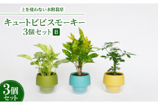 キュートビビスモーキー3個セット＜B＞＜オススメの観葉植物でお届け＞【1382258】