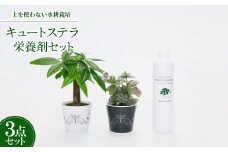 キュートステラ2個&栄養剤セット＜オススメの観葉植物でお届け＞【1404518】
