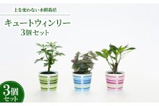 キュートウィンリー3個セット＜オススメの観葉植物でお届け＞【1404525】