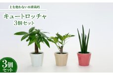 キュートロッチャ3個セット＜オススメの観葉植物でお届け＞【1404524】