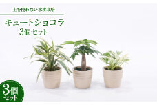 キュートショコラ3個セット＜オススメの観葉植物でお届け＞【1404526】