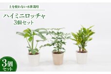 ハイミニロッチャ3個セット＜オススメ観葉植物でお届け＞【1404534】
