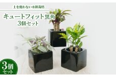 キュートフィット黒角3個セット＜オススメの観葉植物でお届け＞【1504099】