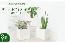 キュートフィット白角3個セット＜オススメの観葉植物でお届け＞【1504098】