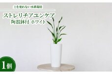 10.5cmLストレリチアユンケア陶器鉢付　ホワイト【1504085】