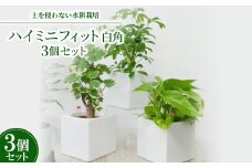 ハイミニフィット白角3個セット＜オススメの観葉植物でお届け＞【1504101】
