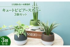 キュートビビアースカラー3個セット＜オススメの観葉植物でお届け＞【1604324】