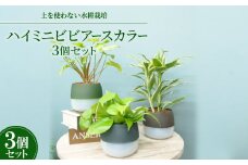ハイミニビビアースカラー3個セット＜オススメの観葉植物でお届け＞【1604163】