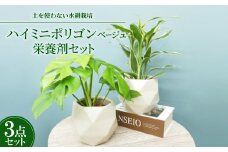 ハイミニポリゴン＜ベージュ＞2個セット&栄養剤＜オススメの観葉植物でお届け＞【1604387】