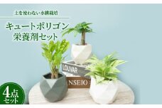 キュートポリゴン3個&栄養剤セット＜オススメの観葉植物でお届け＞【1604365】