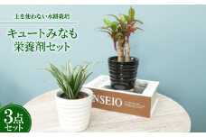 キュートみなも2個&栄養剤セット＜オススメの観葉植物でお届け＞【1604367】