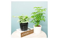 ハイミニみなも2個セット&栄養剤＜オススメの観葉植物でお届け＞【1604400】