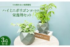 ハイミニポリゴン＜ダークグレー＞2個セット&栄養剤＜オススメの観葉植物でお届け＞【1604393】
