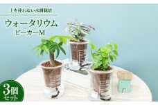 ウォータリウム　ビーカーM　ハイドロコーン植え3個セット＜オススメの観葉植物でお届け＞【1604658】