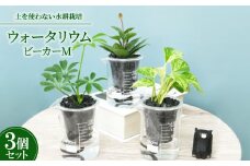 ウォータリウム　ビーカーM　炭植え3個セット＜オススメの観葉植物でお届け＞【1604668】