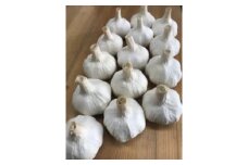 [10-A7] ガツンとくるにんにく　約1.0kg　17球前後