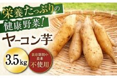 ＜先行予約／11月以降順次発送＞栽培期間中農薬不使用 ヤーコン芋 約3.5kg / いも イモ 芋 ヤーコン やーこん ヤーコン芋 根菜 / 瀬戸市 / マルチファームみうら [BBAT004]