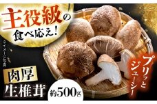 肉厚生椎茸（菌床）約500g / しいたけ シイタケ きのこ キノコ 椎茸 / 瀬戸市 / 株式会社フラットフィールド [BBEE001]