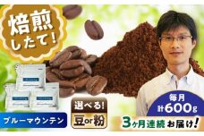 【全3回定期便】ブルーマウンテンNo.1　コーヒー豆　200g×3個 (豆)  / コーヒー  ドリップ  豆 / 瀬戸市 / Ｃｏｆｆｅｅ　ＳＡＫＵＲＡ [BBAB079]