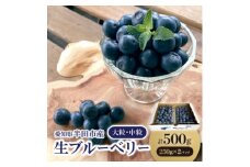 ＜完熟＞生ブルーベリー 大粒・中粒　250g×2パック　※2025年6月より上旬より順次発送【1392596】