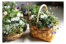 ◇お任せ◇　季節の寄せ植え