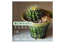 多治見市×春日井市コラボ 【美濃焼】 陶芸家「鈴木徹」 植木鉢 L × 【日本有数のサボテン産地】  春日井市の名店 後藤サボテン 