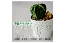 多治見市×春日井市コラボ 【美濃焼】 陶芸家「北川和喜」 重色目 植木鉢 × 【日本有数のサボテン産地】春日井市の名店 後藤サボテン 
