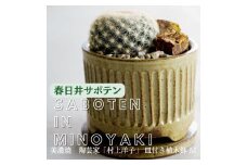 多治見市×春日井市コラボ 【美濃焼】 陶芸家「村上洋子」 皿付き植木鉢 M × 【日本有数のサボテン産地】 春日井市の名店 後藤サボテン