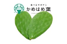 あなたのカメに、自然のごちそうを。食べるサボテン「かめはめ葉」（3㎏）