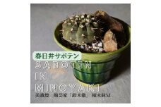 多治見市×春日井市コラボ 【美濃焼】 陶芸家「鈴木徹」 植木鉢 M × 【日本有数のサボテン産地】 春日井市の名店 後藤サボテン 