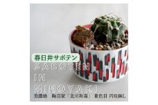 多治見市×春日井市コラボ 【美濃焼】 陶芸家「北川和喜」 重色目 円柱鉢L × 【日本有数のサボテン産地】 春日井市の名店 後藤サボテン