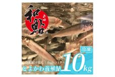 鮎の養殖産量日本一の愛知県より「とよかわ鮎10kgセット」(バーベキュー用)【1288454】