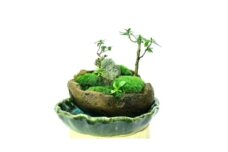 癒しの苔盆景軽石季節な植物ツツジ　自然の美しさを手元で感じることができる癒しのアイテムです。【1428833】