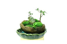 癒しの苔盆景軽石季節な植物ツツジ　自然の美しさを手元で感じることができる癒しのアイテムです。【1428833】