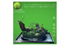 苔盆景川石山水画は、心を癒す美しい自然の景観をお部屋に届けるアイテムです。【1428834】