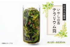 いやしの苔テラリウム筒【1432689】