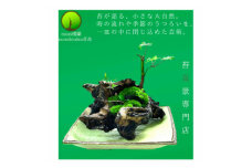 苔盆景流木山水画は、自然の美しさを凝縮した、心が和むアイテムです。【1432690】