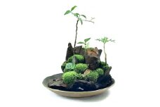 苔盆景流木山水画は、自然の美しさを凝縮した、心が和むアイテムです。【1432690】