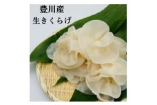 豊川産生きくらげ　朝採りたての選りすぐり　白400g【1445711】