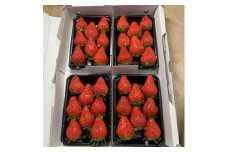 紅ほっぺ＜250g×4パック＞【1464897】