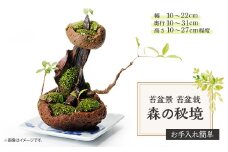 苔盆景　苔盆栽　森の秘境【1489435】