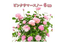 ＜2025年5月上旬発送＞ピンクサマースノー 6号鉢【1595664】