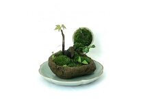豊川市の自然を手のひらに　自社栽培の植物山野草と苔のミニ庭園【1641837】