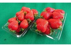 知る人ぞ知る「いちごの名産地」愛知県津島市 生産歴70年の実力とこだわり かとう農園「ゆめのか」いちご2パック【令和8年1月以降順次発送】